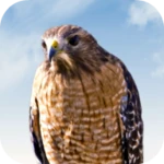 hawk sounds android application logo